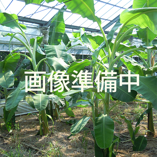 ドワーフブラジリアン